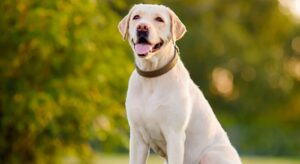 Labrador Progressive Retinal Atrophy Genetic Testing