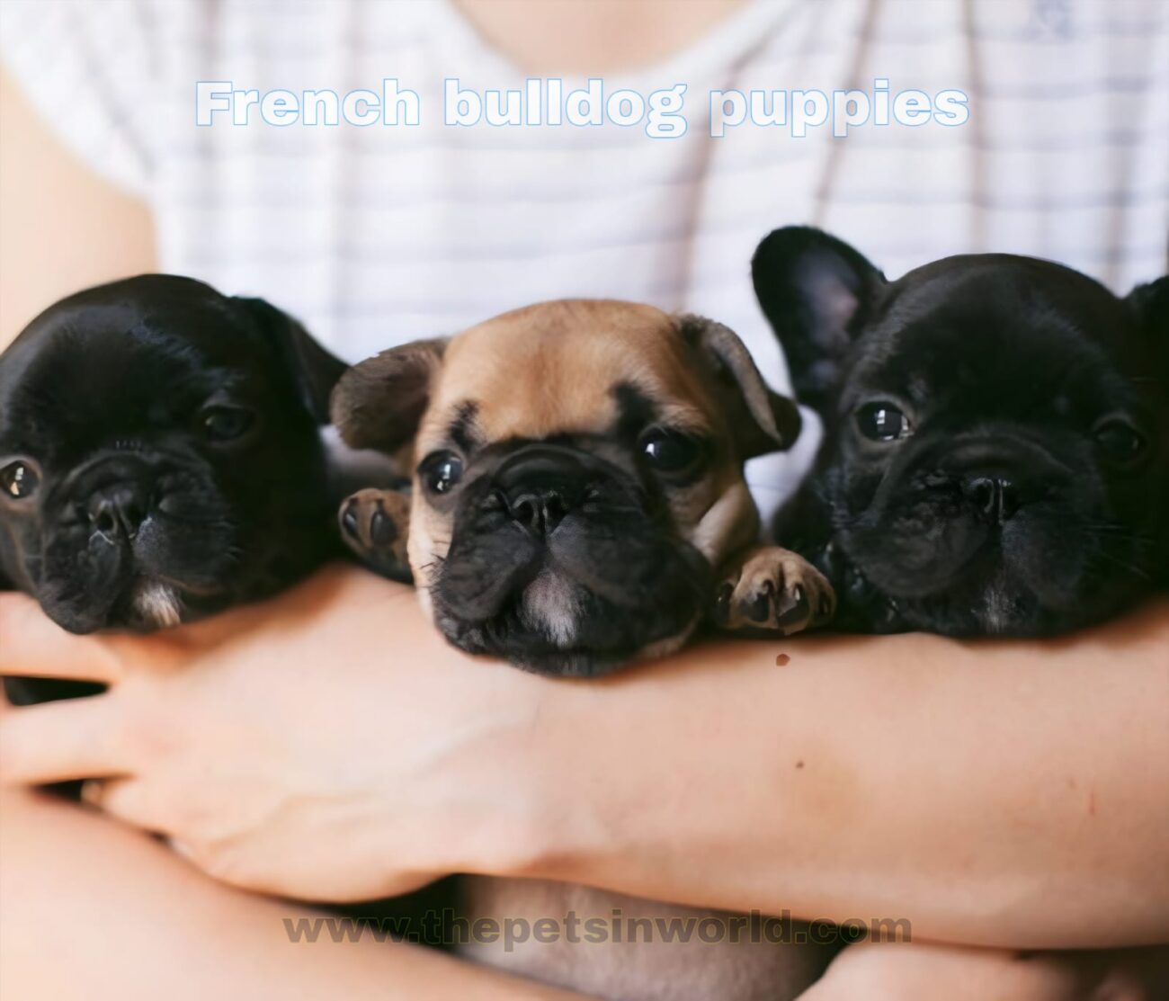 How to Choose a Healthy French Bulldog Puppy: The Ultimate Guide