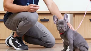 Life with a French Bulldog: