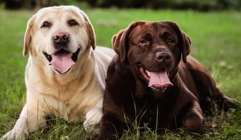 Heatstroke in Labrador Dogs – Signs, Causes, and Prevention