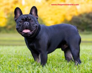 French Bulldog Common Health Problems Affecting Lifespan