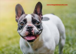 French Bulldog Common Health Problems Affecting Lifespan