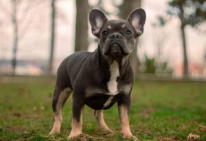 The Different Types of French Bulldogs: Colors, Patterns & More